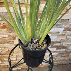 Plant 
