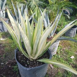 Large Agave 25gl🌱$200