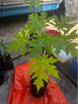 Papaya y aguacate