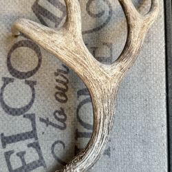 White Tail Deer Antler 