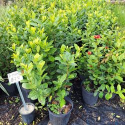 IXORAS PLANTS 3GALLONS 