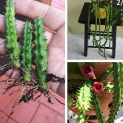 Red DRAGON  STAPELIA SUCCULENT PLANTS 