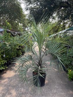 Pindo Palm Big
