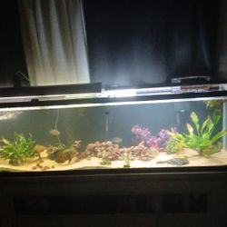 125 Or 130 Gallon Aquarium 
