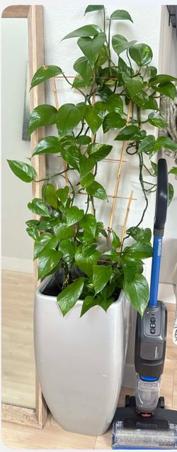 Pothos plants in large planter wirh trellis