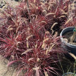 Drought Tolerant Grasses 