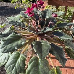 African Violet