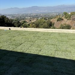 Sod And Sprinklers 