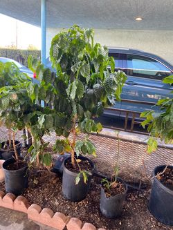 Plantas de Cafe