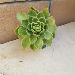 Potted Plant