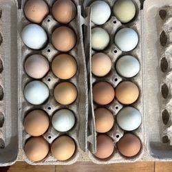 Fresh Eggs In Chandler 
