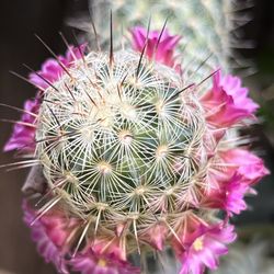 Powder Puffs Cacti In Bloom 