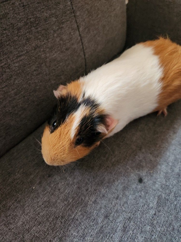 Guinea Pig