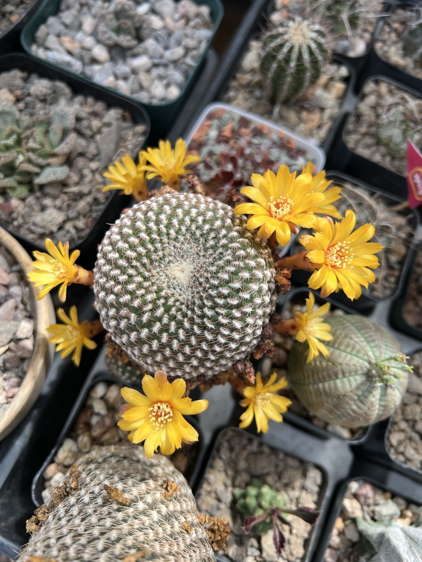 Sulcorebutia arenacea - Flowering cacti