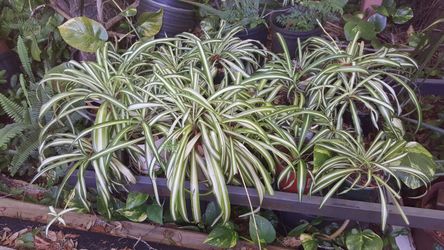 Spider Plants - all sizes//Quantities Price Reduced!