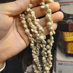 necklace made of small, individual snail shells, possibly a vintage Native American or Aboriginal piece. 