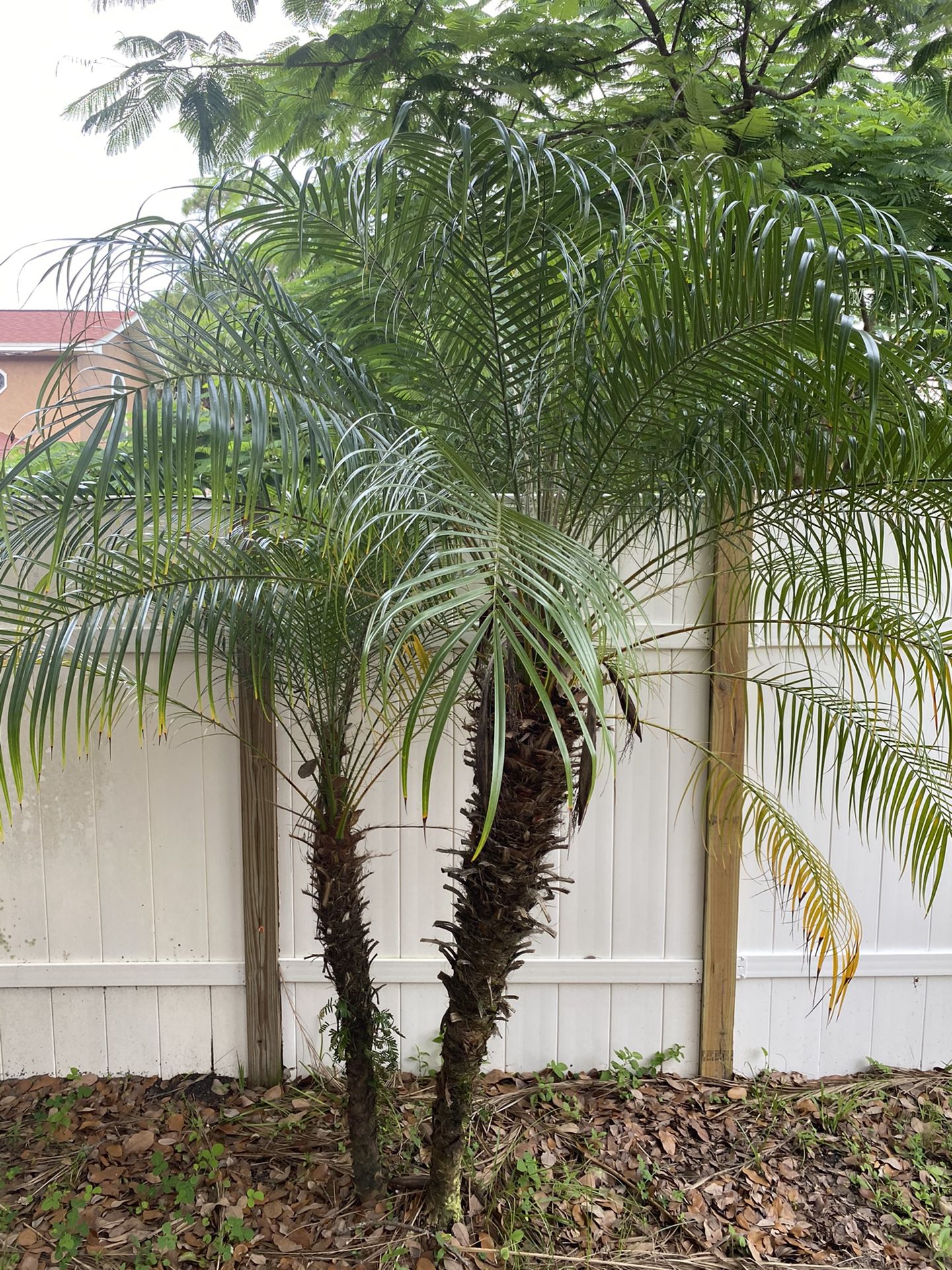 Pygmy date palms b&b