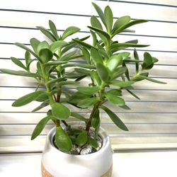 🎁Cute Succulent House Plant In Textured 3"H Ceramic Pot.