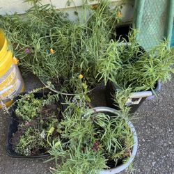 Sedum, Toadflax Plants