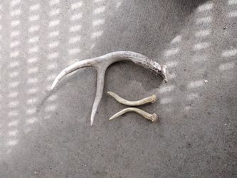Deer &Elk antler 