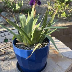 Reblooming Bearded Iris Plant