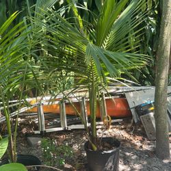 Coco Y Mamey Y Aguacate 