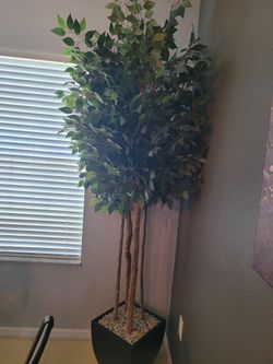7 feet tall decorative plant