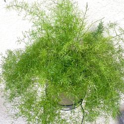 Asparagus Fern Plant 