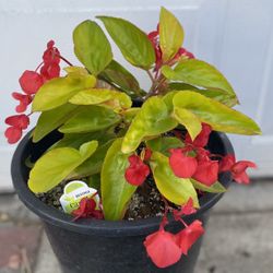 Rare Begonia Indoor & Outdoor Shade Plant, In 5 Gallóns Pot Pick Up Only