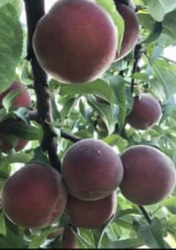 Sweet and Tasty Peaches