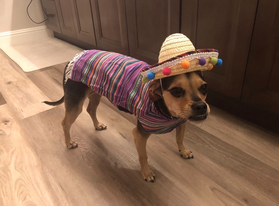 Dog Halloween Costume: $7