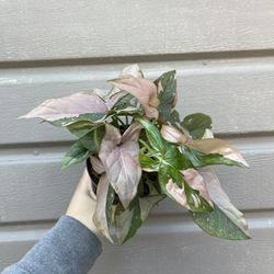 4” syngonium pink splash