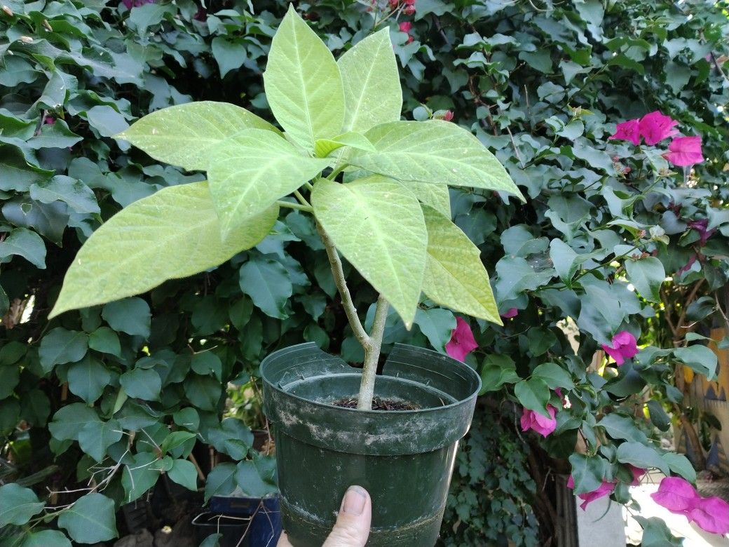 Angels Trumpet/Borrachero Trees