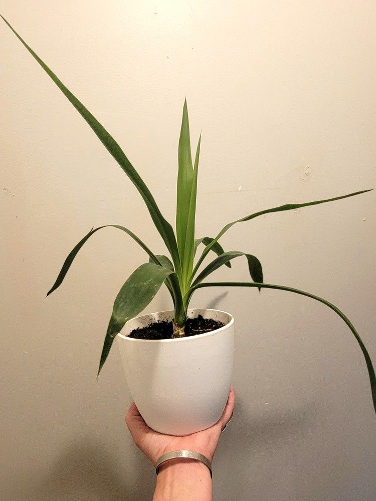 Spinless Yucca Babies