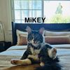 MiKEY