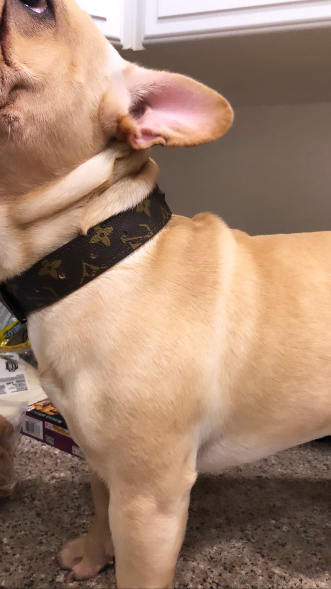 LV Dog Collar