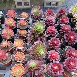 Aeoniums 