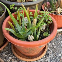 Aloe Vera
