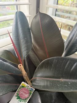Rubber Ficus