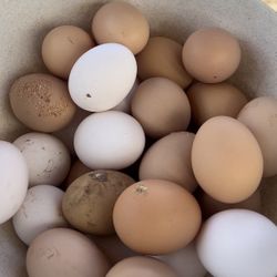 Organic Fresh Silkie Eggs