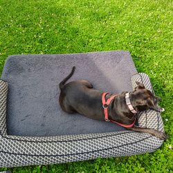 4 Foot Plus Dog Bed ,( Dog Not Included 65 lb Dog , She Is There For Scale.