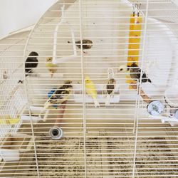 Bird Cages