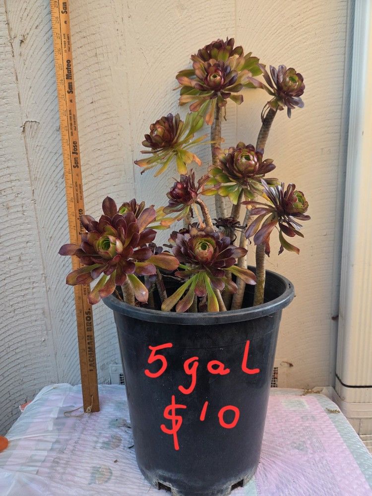 Succulent plants