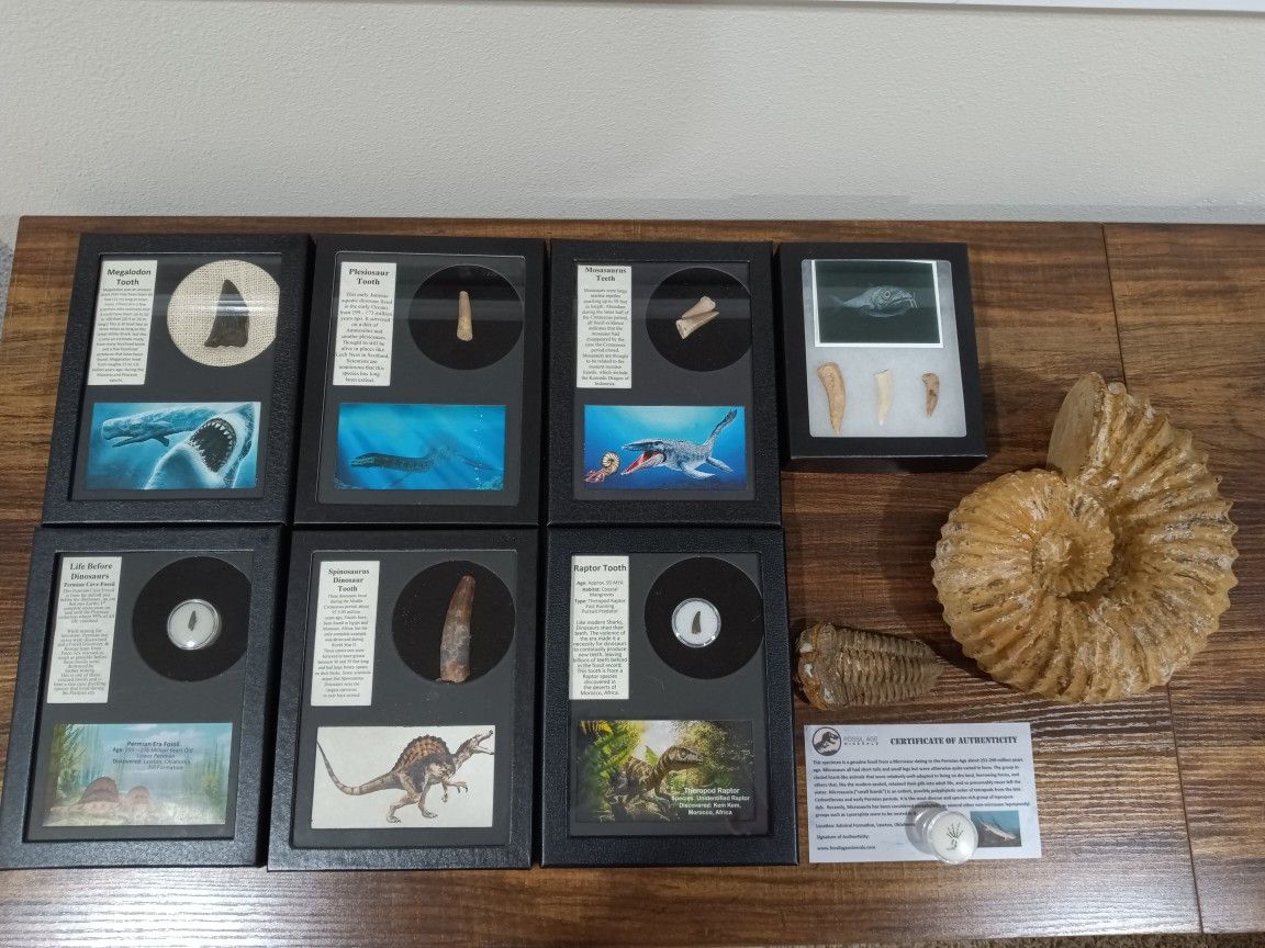 Instant Fossil Collection $500