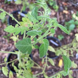 San Marzano Tomato Plants - Organic 