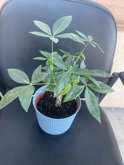 money plant