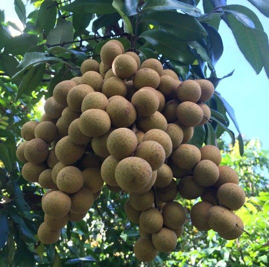longan tree