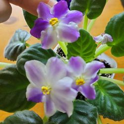 Large Growing Thumbprint African Violet Starter Plant With Quilted Leaves 