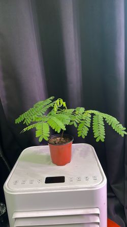 Flame tree seedling