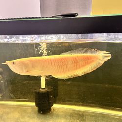 Albino Arowana (35–40 cm), 75-gallon tank, large canister filter, heater, and color-changing aquarium light.